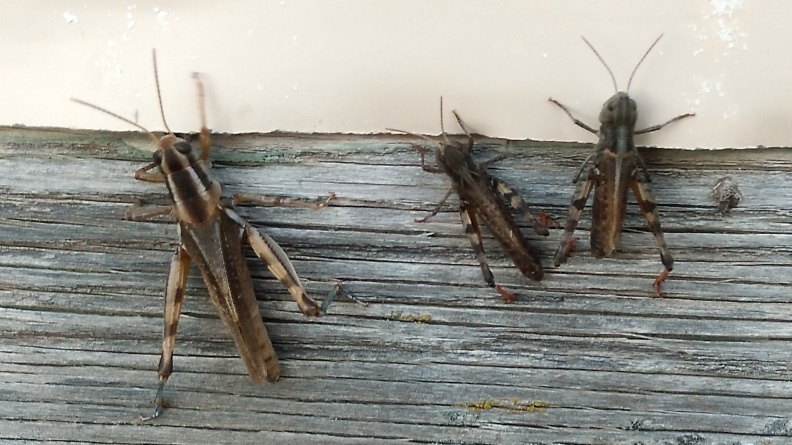 2024-09-16 18.52.31 Differential Grasshopper (Melanoplus differentialis)
